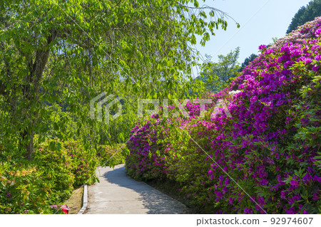 京都三室戶寺的杜鵑花 92974607