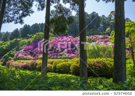 Azalea at Mimurotoji Temple in Kyoto Azalea at Mimurotoji Temple in Kyoto 92974608