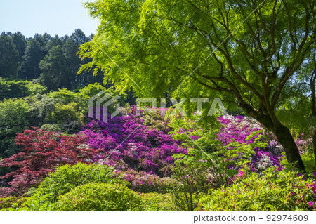 京都三室戶寺的杜鵑花 京都三室戶寺的杜鵑花 92974609