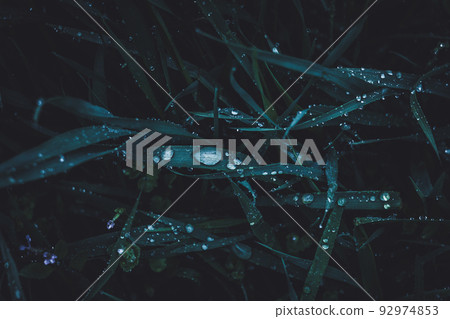 Beautiful large drops of fresh clean transparent water on grass leaves in the morning in a dark style, macro. Grass in the morning dew in spring summer on a green background in nature Beautiful large drops of fresh clean transparent water on grass leaves in the morning in a dark style, macro. Grass in the morning dew in spring summer on a green background in nature 92974853