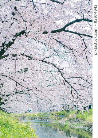 Spring cherry blossoms and Gojo river 92974942