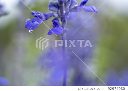 Blue salvia Blue salvia 92974980
