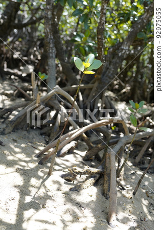 石垣島吹戶川紅樹林紅樹林的根 92975055