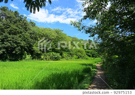 舞岡公園的田園風光，橫濱的原始風景 92975153