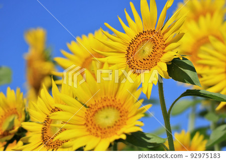 藍天和向日葵 92975183
