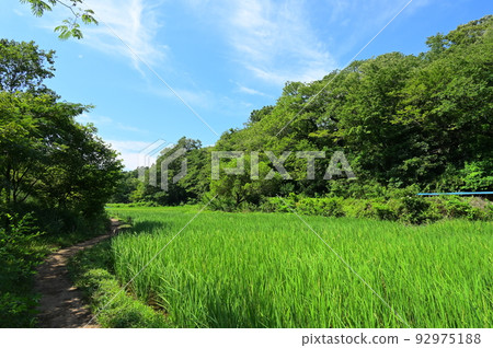 The rural scenery of Maioka Park, the scenery of the satoyama that remains in Yokohama 92975188