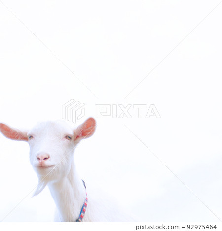 Mr. Goat Mr. Goat 92975464