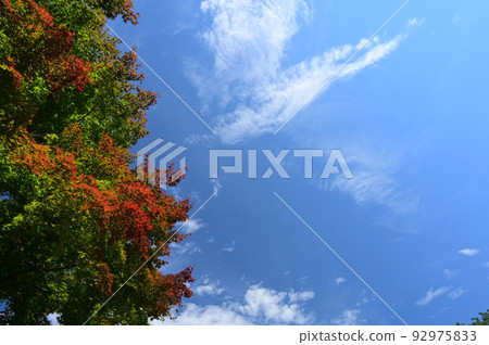 Trees in Maioka Park starting to turn colors 92975833