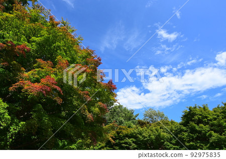 Maioka 公園的樹木開始變色 92975835