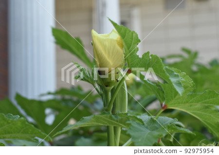 秋葵是夏季蔬菜英雄,因為你可以欣賞花朵並吃到美味的水果。 秋葵是夏季蔬菜英雄,因為你可以欣賞花朵並吃到美味的水果。 92975954