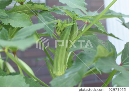 秋葵是夏季蔬菜英雄,因為你可以欣賞花朵並吃到美味的水果。 秋葵是夏季蔬菜英雄,因為你可以欣賞花朵並吃到美味的水果。 92975955