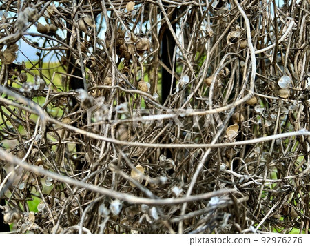 The bars entwined with withered vines 92976276