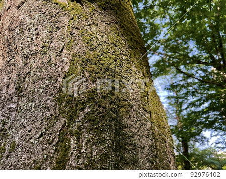 The light hitting the moss growing on the trunk of the cherry tree/The moss 92976402