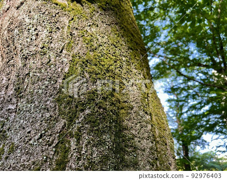 The light hitting the moss growing on the trunk of the cherry tree/The moss 92976403