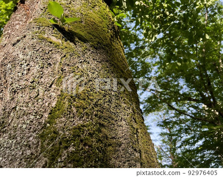 The light hitting the moss growing on the trunk of the cherry tree/The moss 92976405
