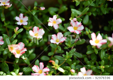 Hanasberiyu（Portulaca） 92976596