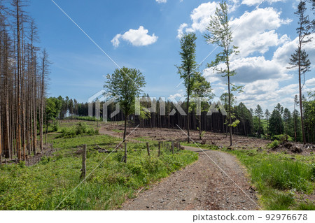 Dead spruces following bark beetle infestation. The consequence of global warming. 92976678