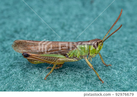 A pretty Meadow Grasshopper (Chorthippus parallelus) sitting on green fabric A pretty Meadow Grasshopper (Chorthippus parallelus) sitting on green fabric 92976679