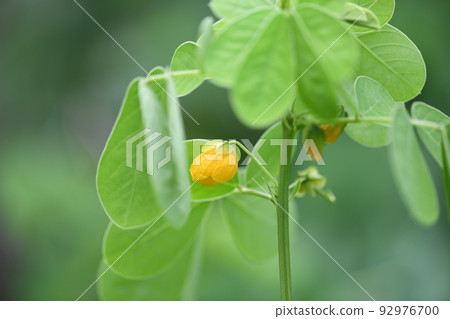Sicklepod (Ebisu grass) flower Sicklepod (Ebisu grass) flower 92976700