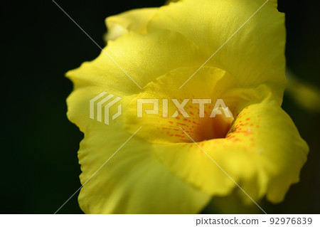 Yellow canna 92976839