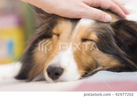 Owner petting his dog sleeping comfortably on the floor Owner petting his dog sleeping comfortably on the floor 92977202