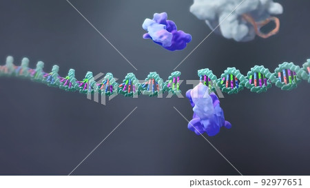 The genetic structure of 3D animated DNA The genetic structure of 3D animated DNA 92977651