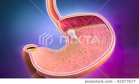 the course of digestion in the human digestive system. the course of digestion in the human digestive system. 92977677