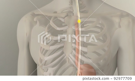 Anatomy of human digestive system guts and stomach Anatomy of human digestive system guts and stomach 92977709
