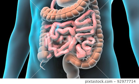 Human digestive system 92977714
