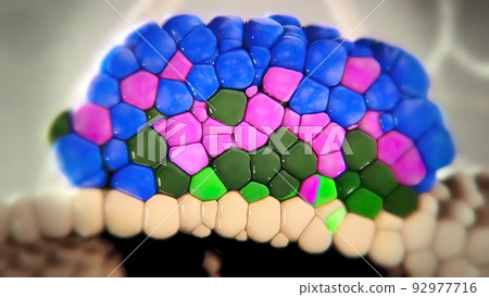 Langerhans cell origin and regulation 92977716