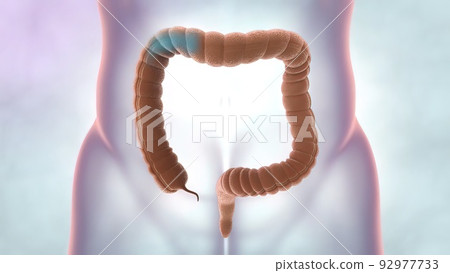 Internal organs and human defecation system. Medical illustration of large intestin 92977733