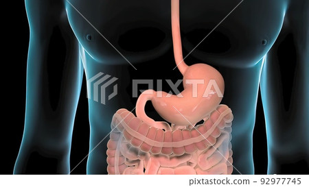 Human digestive system 92977745