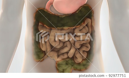 Magnifying glass and germs show signs of illness, internal organs (Chest, abdomen) are infected 92977751