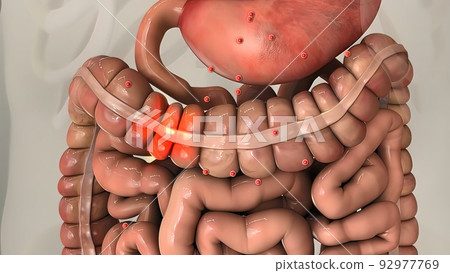 Digestion in the human digestive system. Digestion in the human digestive system. 92977769