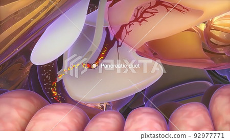 Digestive System-The function of the pancreas Digestive System-The function of the pancreas 92977771