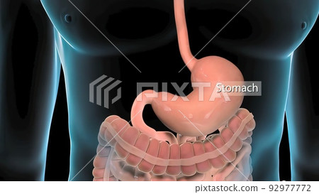 Human digestive system 92977772
