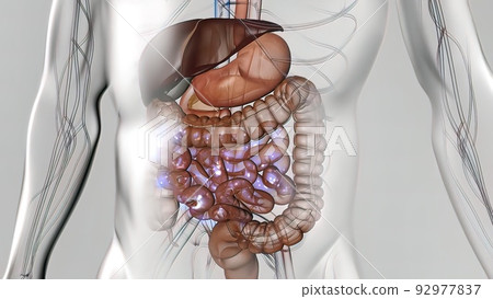 the course of digestion in the human digestive system. the course of digestion in the human digestive system. 92977837