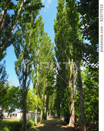 Hokkaido University's poplar trees 92977916