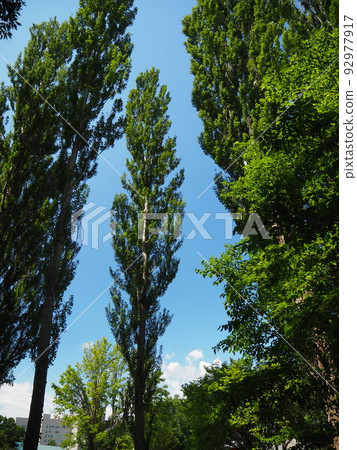 Hokkaido University's poplar trees 92977917