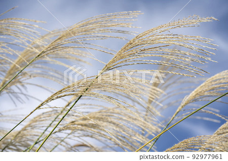 芒草 92977961