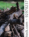 Campfire Trees/Firewood 92978237