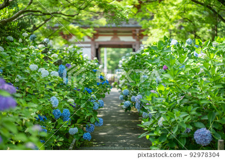 Kuan-ji Temple, Osaka Hydrangea Kuan-ji Temple, Osaka Hydrangea 92978304