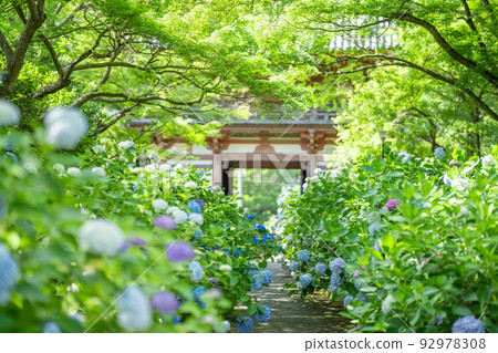 寬寺、大阪繡球花 寬寺、大阪繡球花 92978308