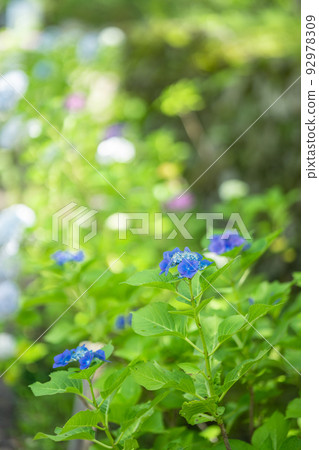 Kuan-ji Temple, Osaka Hydrangea Kuan-ji Temple, Osaka Hydrangea 92978309