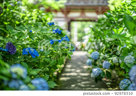 Kuan-ji Temple, Osaka Hydrangea Kuan-ji Temple, Osaka Hydrangea 92978310
