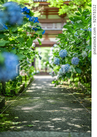 Kuan-ji Temple, Osaka Hydrangea 92978312
