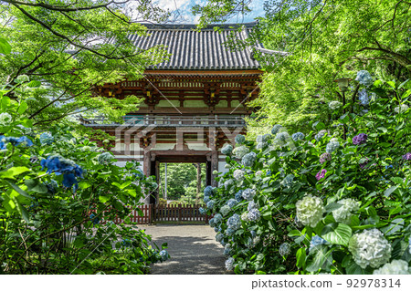 Kuan-ji Temple, Osaka Hydrangea 92978314