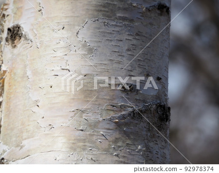 birch bark material 92978374
