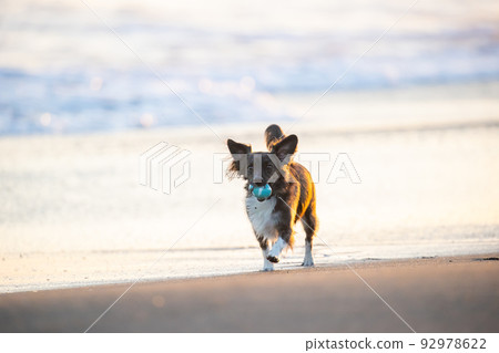 Chiwax dog playing on the Shonan beach in the evening Chiwax dog playing on the Shonan beach in the evening 92978622
