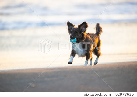 Chiwax dog playing on the Shonan beach in the evening 92978630